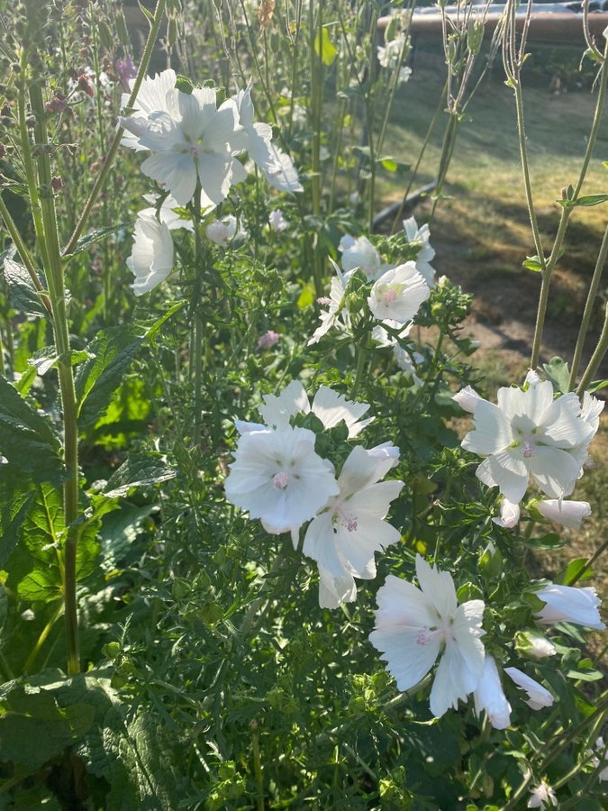 2 plantor av Vit rosa Myskmalva malva Alba Malva moschata Perenn