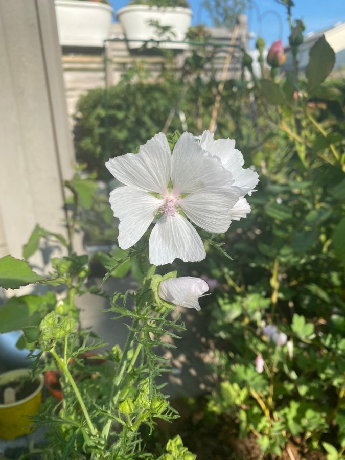 2 plantor av Vit rosa Myskmalva malva Alba Malva moschata Perenn