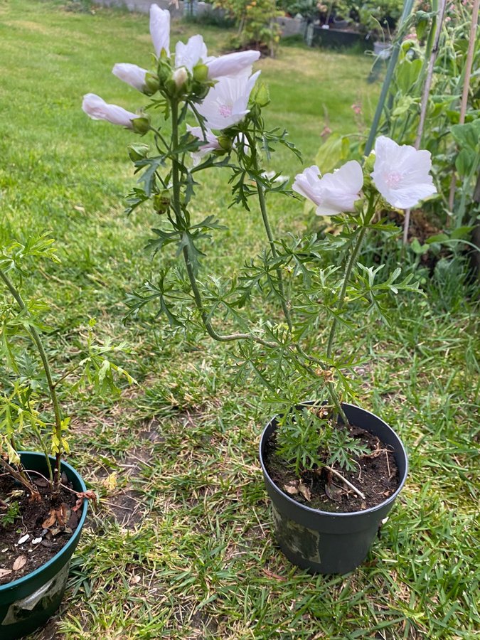 2 plantor av Vit rosa Myskmalva malva Alba Malva moschata Perenn