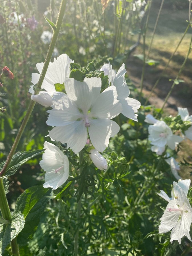 2 plantor av Vit rosa Myskmalva malva Alba Malva moschata Perenn