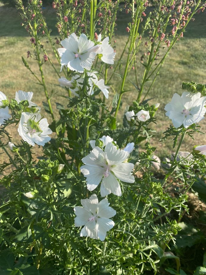 2 plantor av Vit rosa Myskmalva malva Alba Malva moschata Perenn