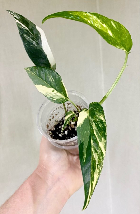 Epipremnum pinnatum albo variegata