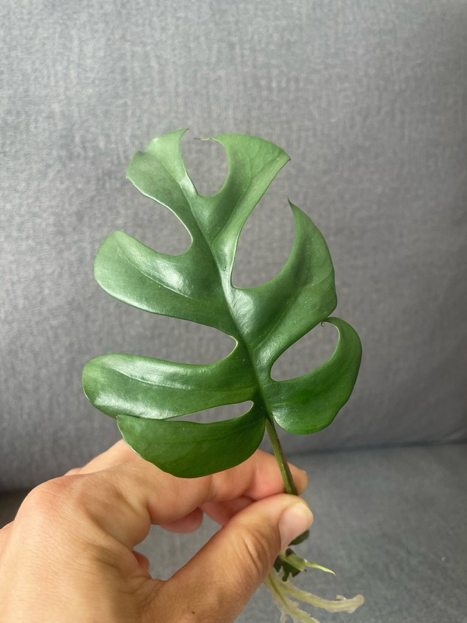 Mini monstera (Raphidophora Tetrasperma) stickling