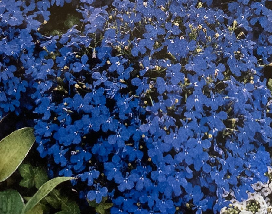 Vacker klarblå Lobelia frön