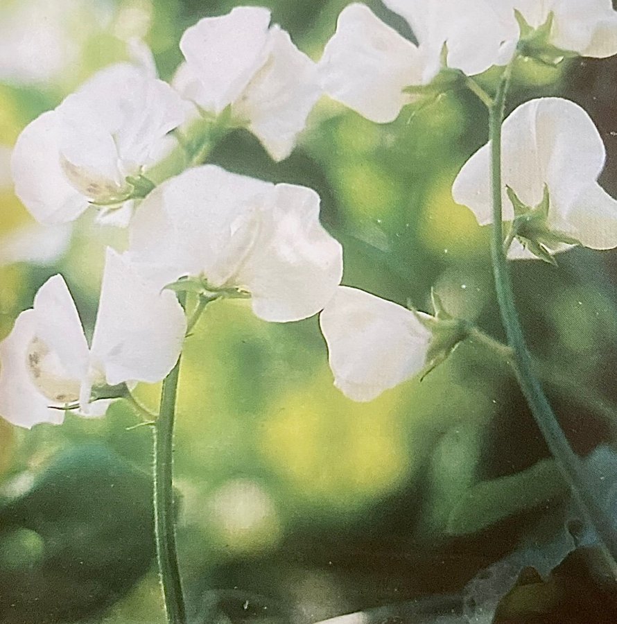 Vackra vita Luktärt 'Royal White' frön