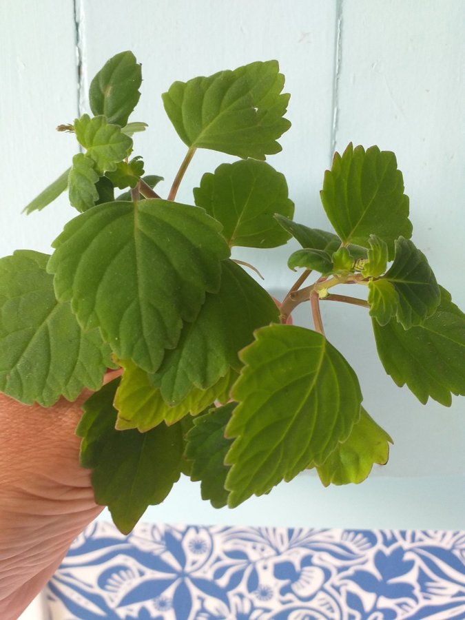 Flaskljus med citrusdoft lila blommor två sticklingar med rötter