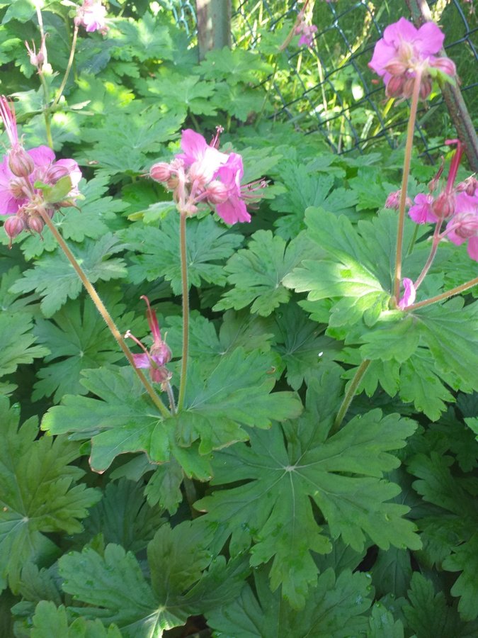 Flocknäva Marktäckare Chokladdoft Rosa blommor