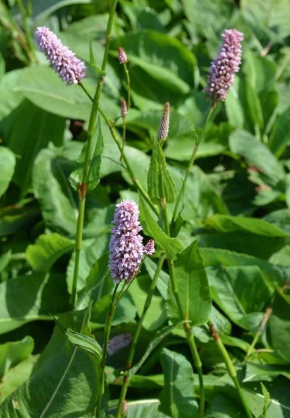 Ormrot Marktäckare Rosa blommor