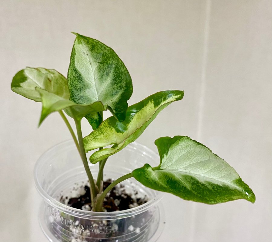 Syngonium Green Line