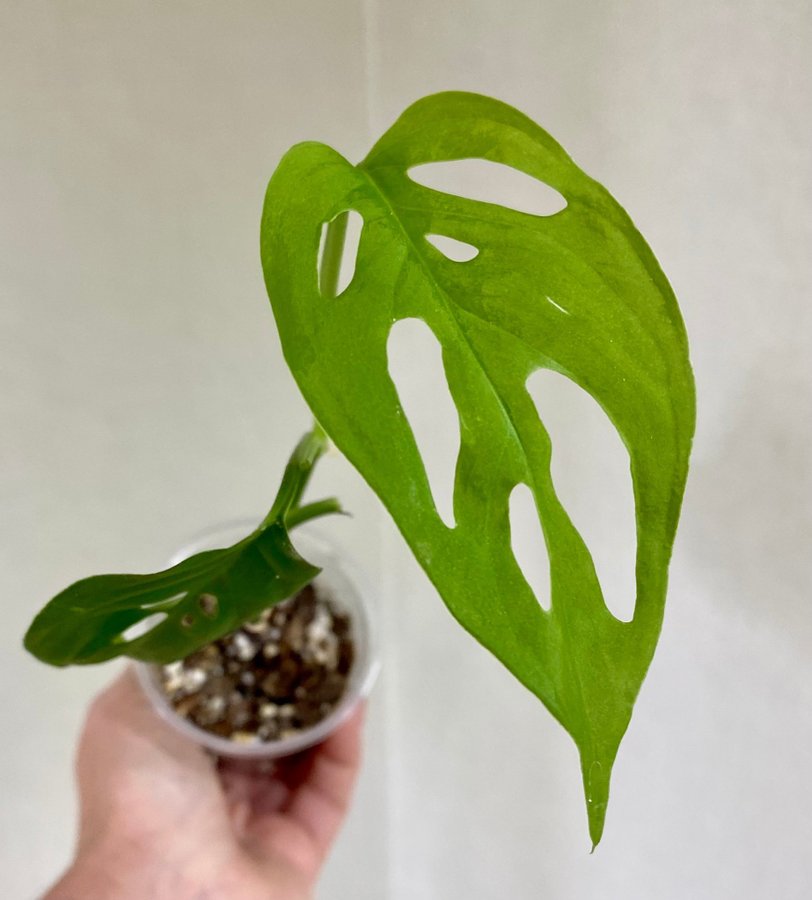 Monstera Laniata Aurea Variegata reverterad