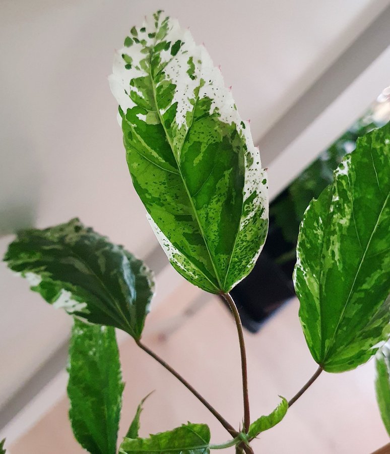 Hibiscus variegata Snow Queen 4 toppsticklingar