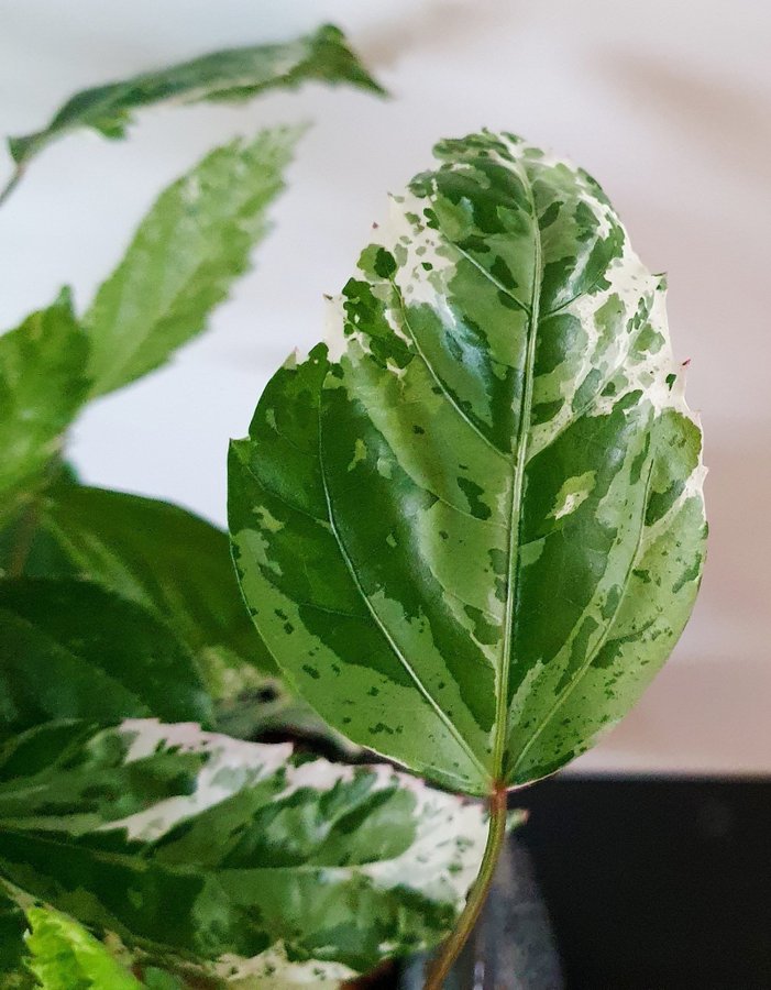 Hibiscus variegata Snow Queen 4 toppsticklingar