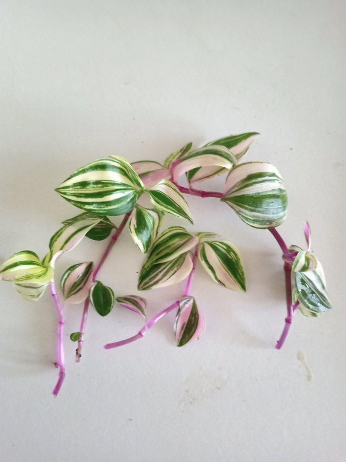 TRADESCANTIA " TRICOLOR "- 4 st sticklingar