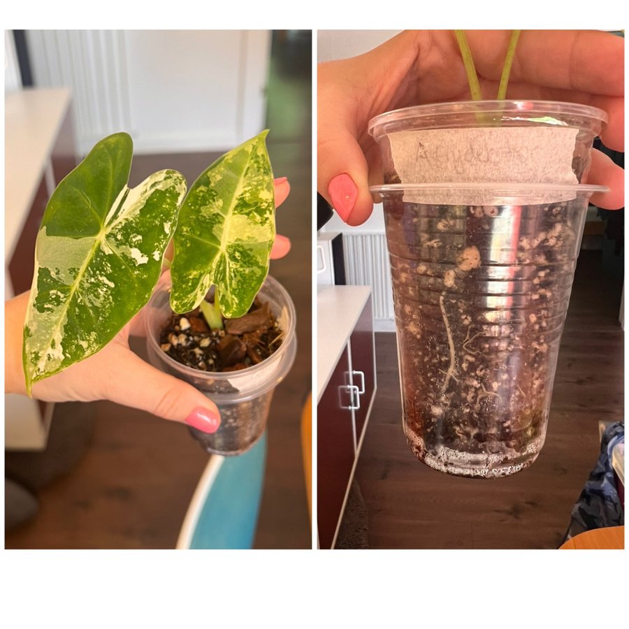 Alocasia Frydek Variegata