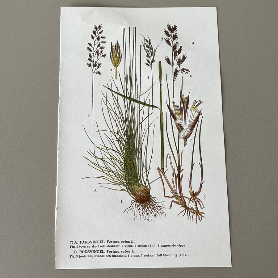 Nordens flora / Skolplansch/ plansch / Växter