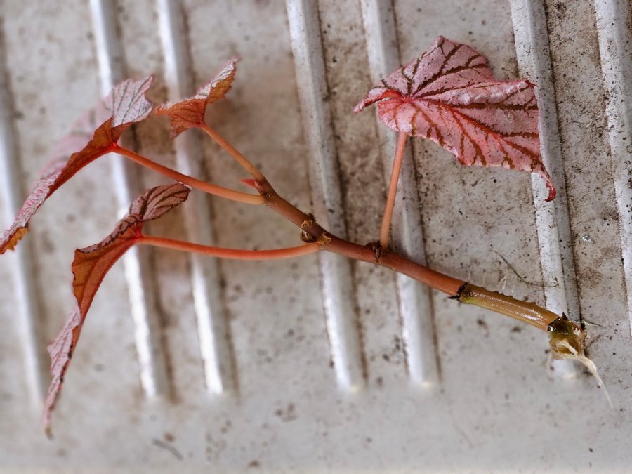 Begonia Ashura****