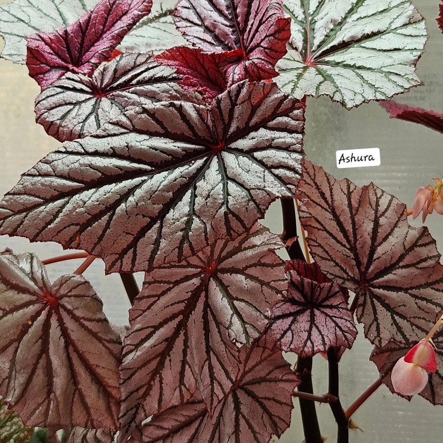 Begonia Ashura****