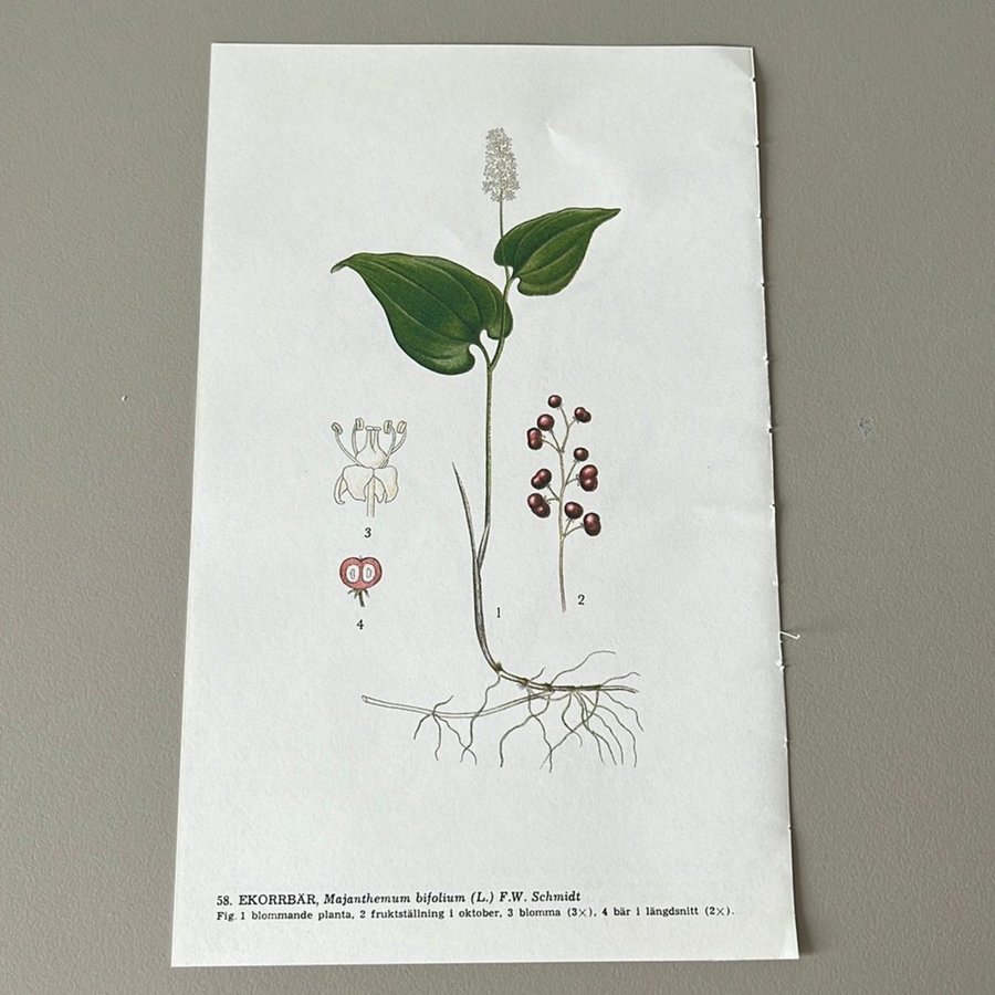 Nordens flora / Skolplansch/ plansch / Växter