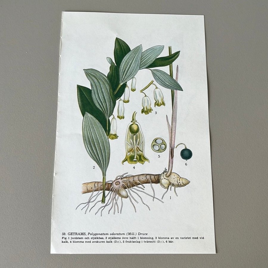 Nordens flora / Getrams Liljekonvalj / Skolplansch/ plansch / Växter