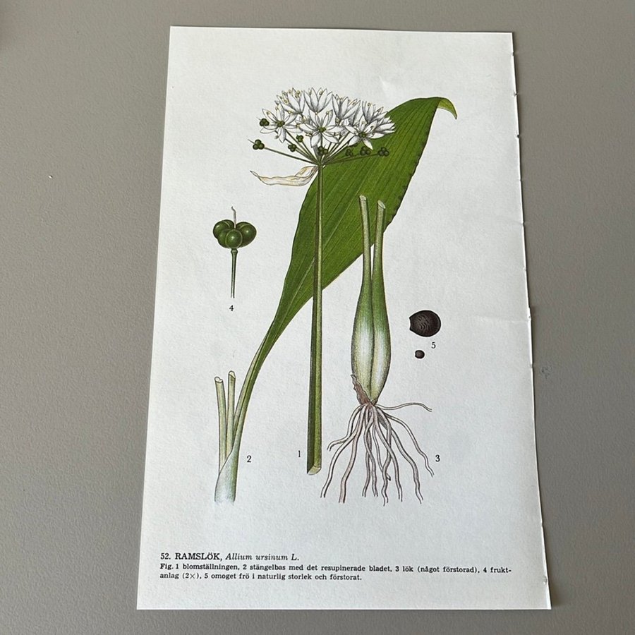 Nordens flora / Ramslök sandlilja / Skolplansch/ plansch / Växter
