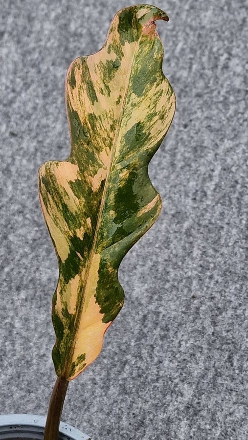 Ovanlig * Philodendron 'Caramel Marble' variegata pink variegated (ej TC)