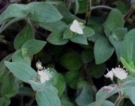 Tradescantia 'Baby bunny bellies' 2 sticklingar