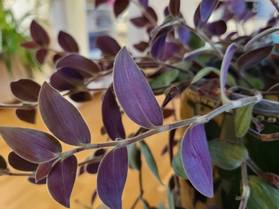 Tradescantia 'Baby bunny bellies' 2 sticklingar