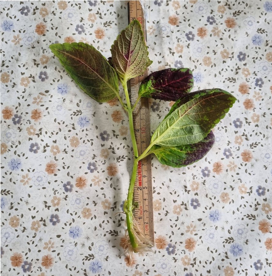 PALETTBLAD Plectranthus Scutellarioides rotad stickling