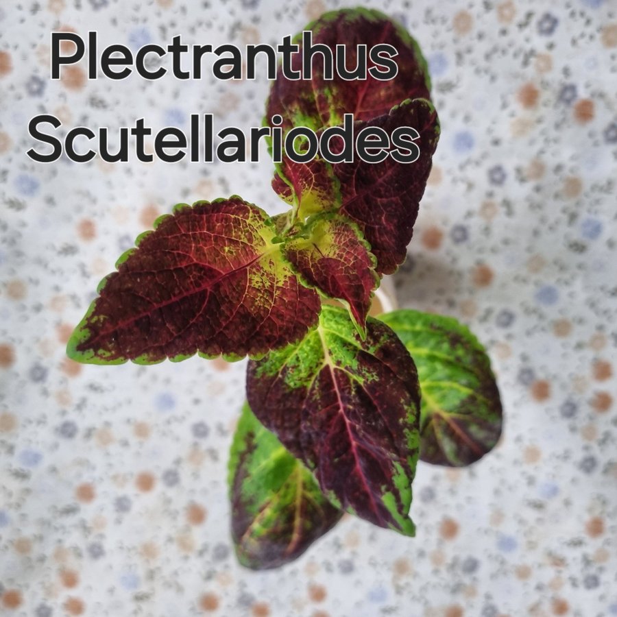 PALETTBLAD Plectranthus Scutellarioides rotad stickling