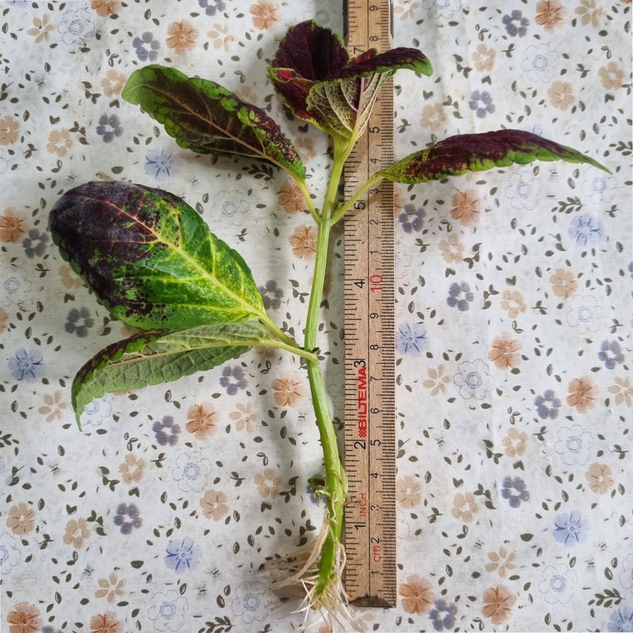 PALETTBLAD Plectranthus Scutellarioides rotad stickling