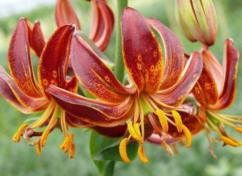 Lilium martagon 'ARABIAN NIGHT' - Krollilja - LÖK