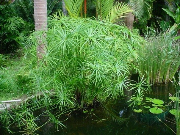 Papyrus Cyperus alternifolius flerårig höjd 120-150 cm 30+ frön