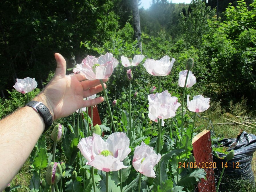 Ikkanshu Mania Poppy 50 frön Papaver Somnferum L