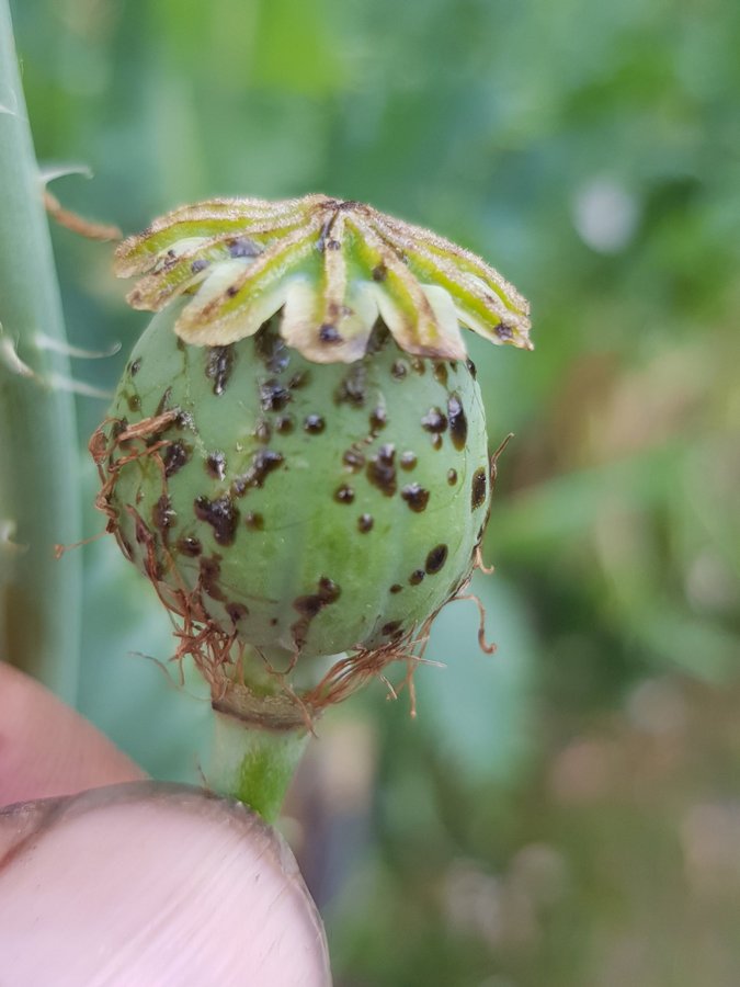 Ikkanshu Mania Poppy 50 frön Papaver Somnferum L