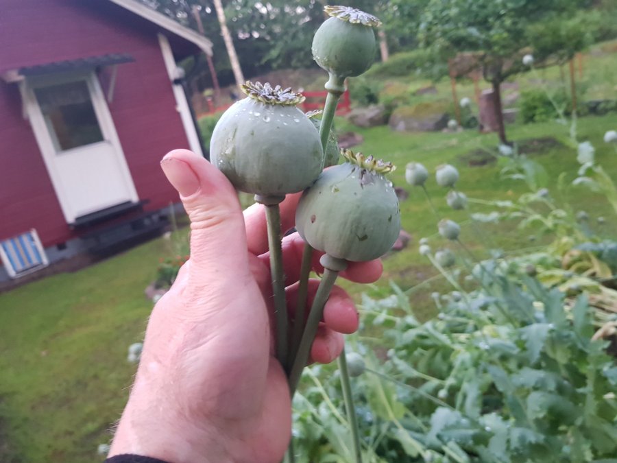 10 av mina bästa vallmo P Somniferum Enastående Genetik och helt enkelt Bäst!