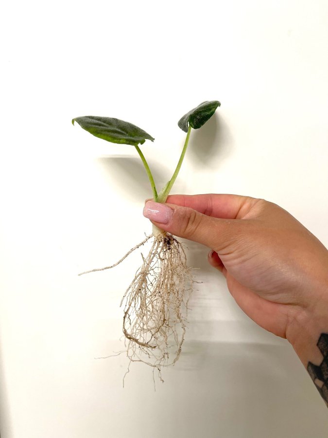 Alocasia chienlii antoro velvet