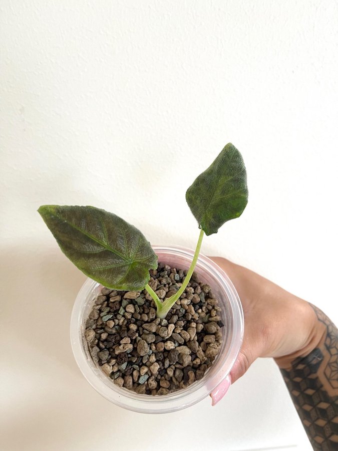 Alocasia chienlii antoro velvet