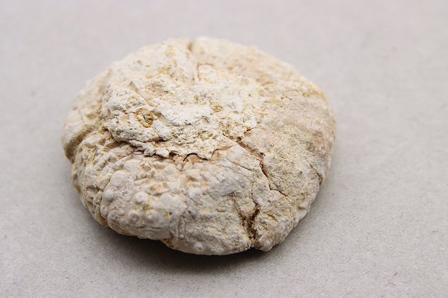 Sjöborre (Heterodiadema libycum) - 80 gram - Marocko - Fossil