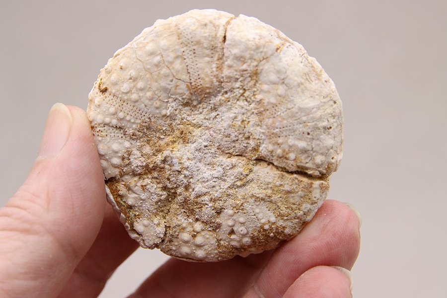 Sjöborre (Heterodiadema libycum) - 80 gram - Marocko - Fossil