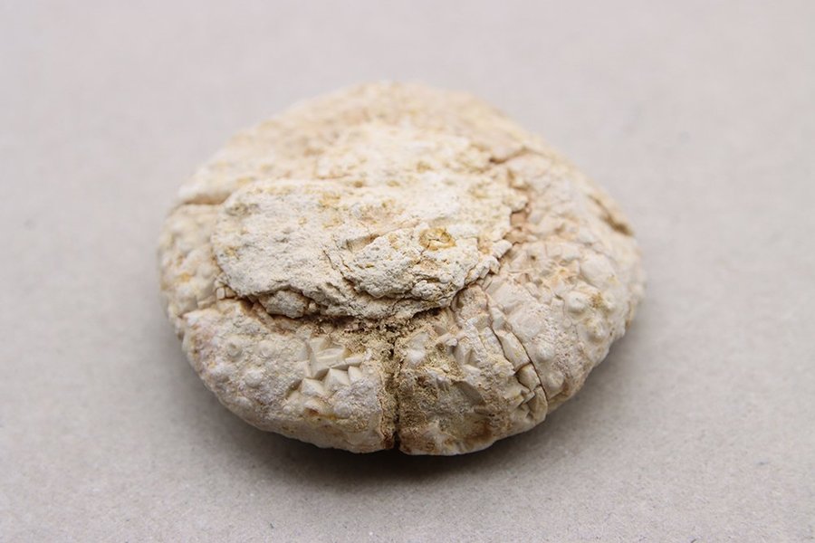 Sjöborre (Heterodiadema libycum) - 80 gram - Marocko - Fossil