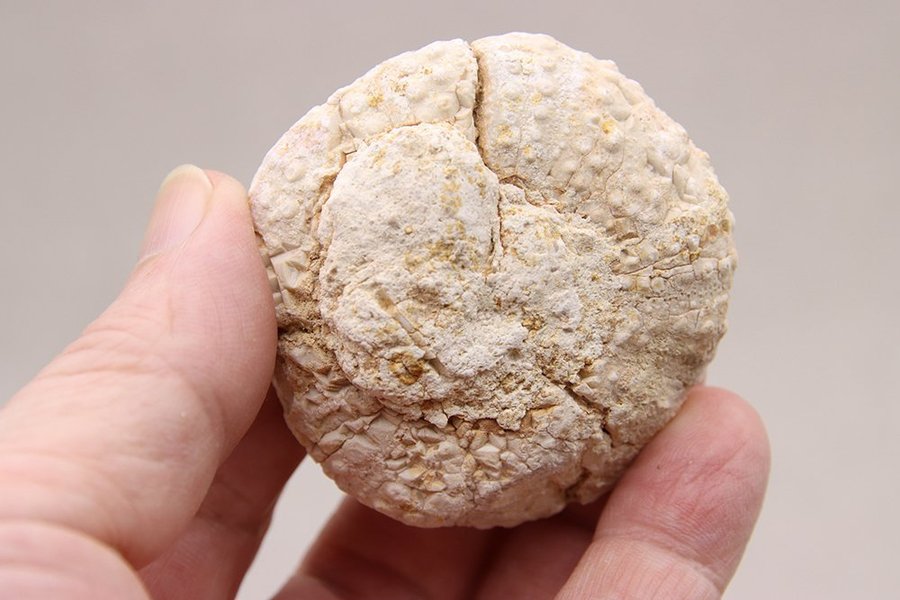 Sjöborre (Heterodiadema libycum) - 80 gram - Marocko - Fossil