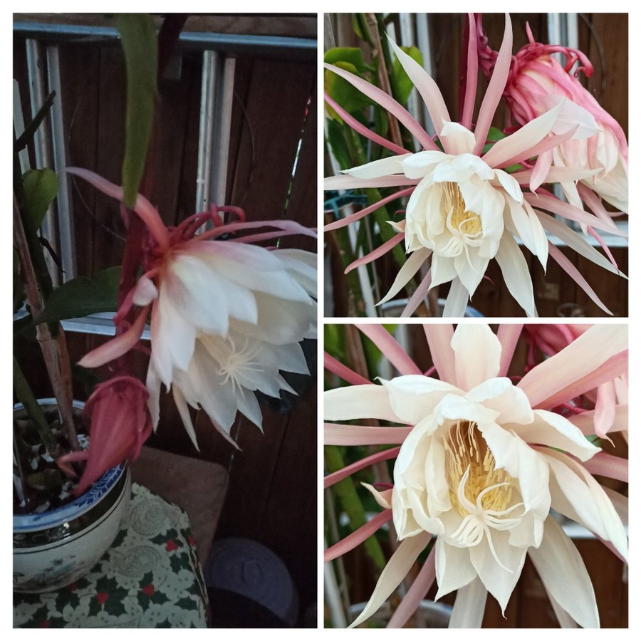 (1st ) väl jodrotad skott "Epiphyllum Oxypetalum " en välroda blad kaktu