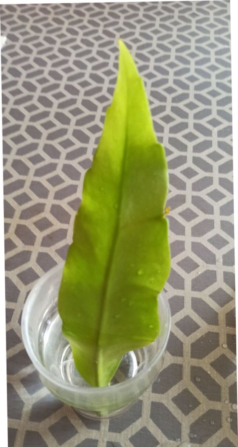 (1st ) väl jodrotad skott "Epiphyllum Oxypetalum " en välroda blad kaktu