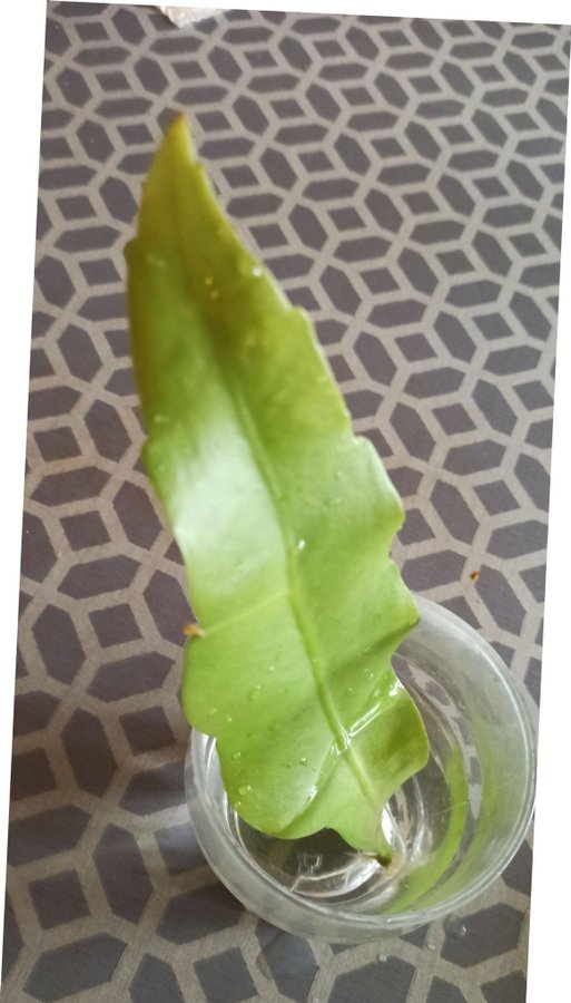 (1st ) väl jodrotad skott "Epiphyllum Oxypetalum " en välroda blad kaktu