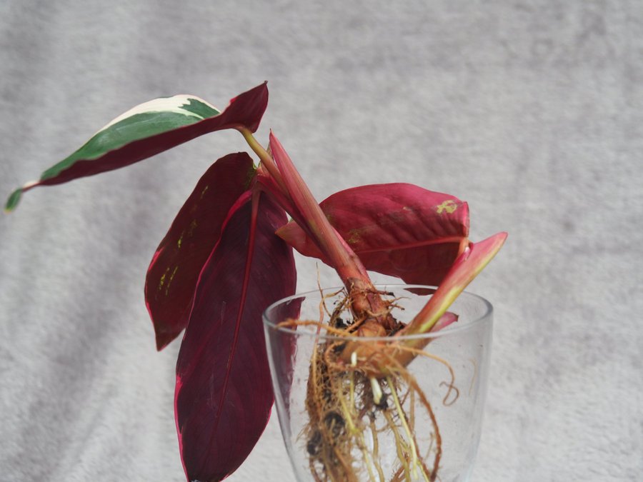 Calathea Stromante trio star planta med en extra skott