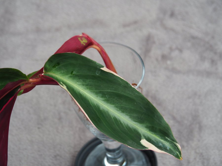 Calathea Stromante trio star planta med en extra skott