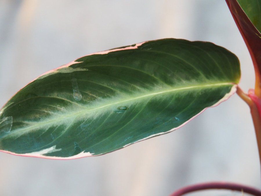 Calathea Stromante trio star planta med en extra skott