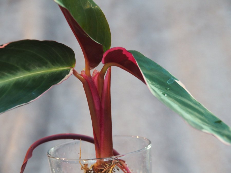 Calathea Stromante trio star planta med en extra skott