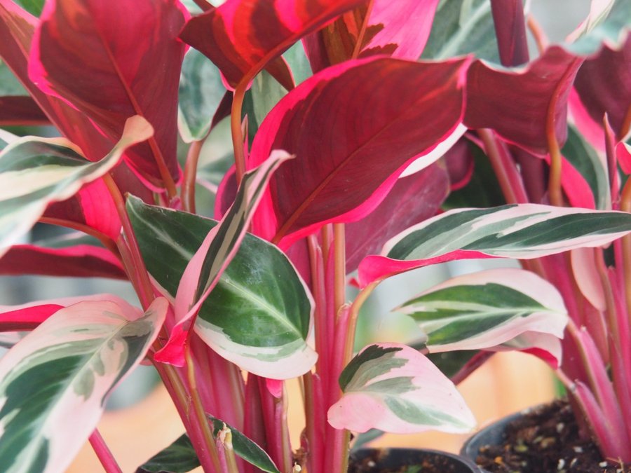 Calathea Stromante trio star planta med en extra skott