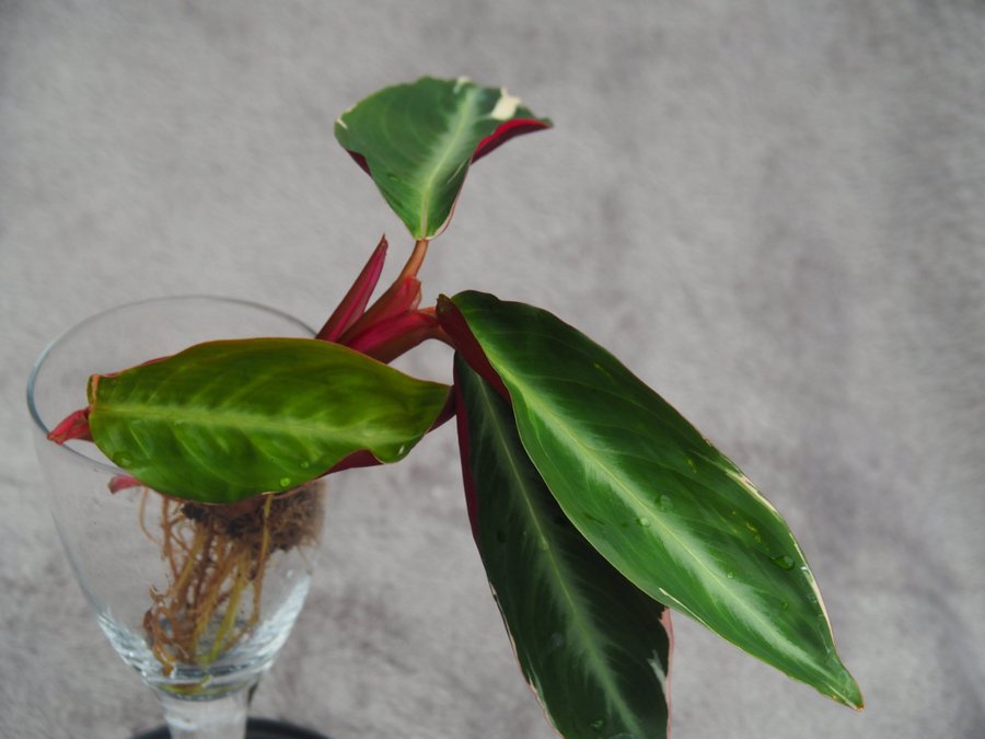 Calathea Stromante trio star planta med en extra skott